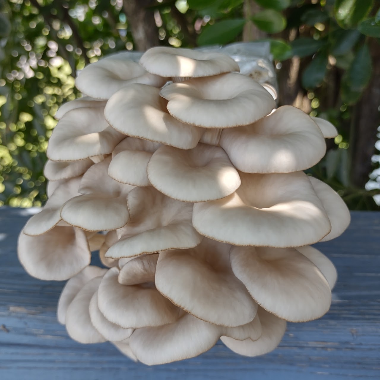 (TWO KITS!) Yellow Oyster & Blue Oyster All In One 5LB Mushroom Grow Kits