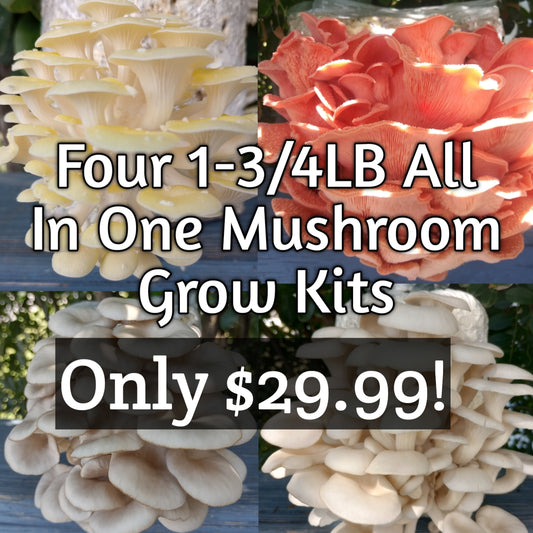 (FOUR KITS!)Yellow Oyster, Blue Oyster, Pink Oyster & Florida Oyster All In One 1-3/4LB Mushroom Grow Kits