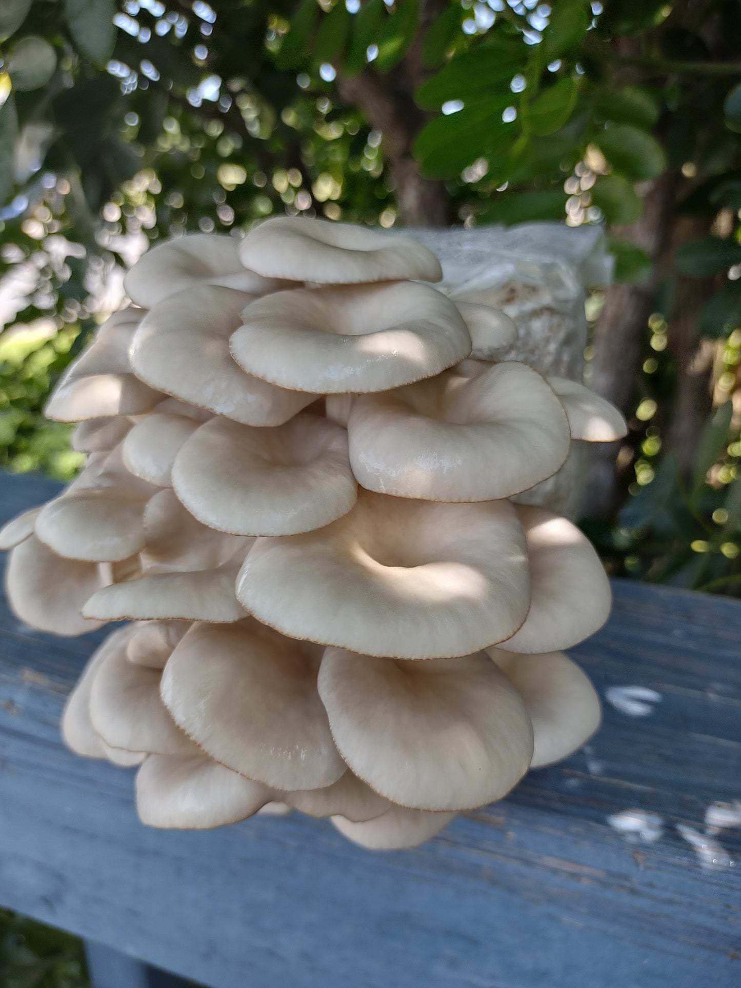 (TWO KITS!) Florida Oyster & Blue Oyster All In One 5LB Mushroom Grow Kit