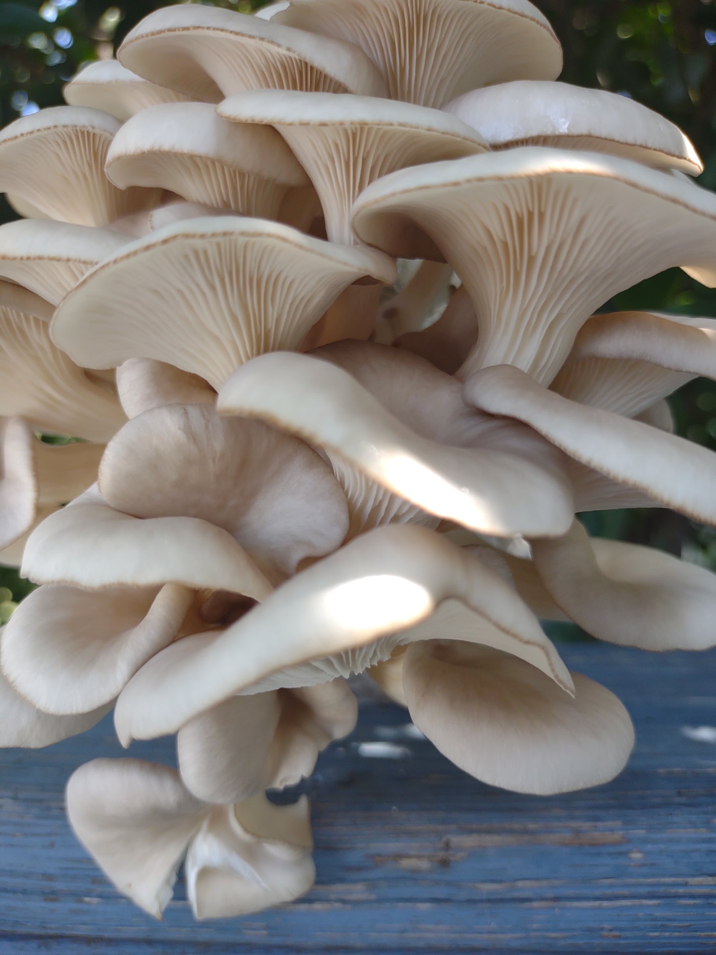 (TWO KITS!) Florida Oyster & Blue Oyster All In One 5LB Mushroom Grow Kit