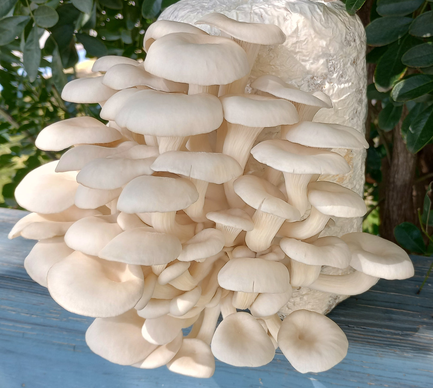 (TWO KITS!) Florida Oyster & Blue Oyster All In One 5LB Mushroom Grow Kit