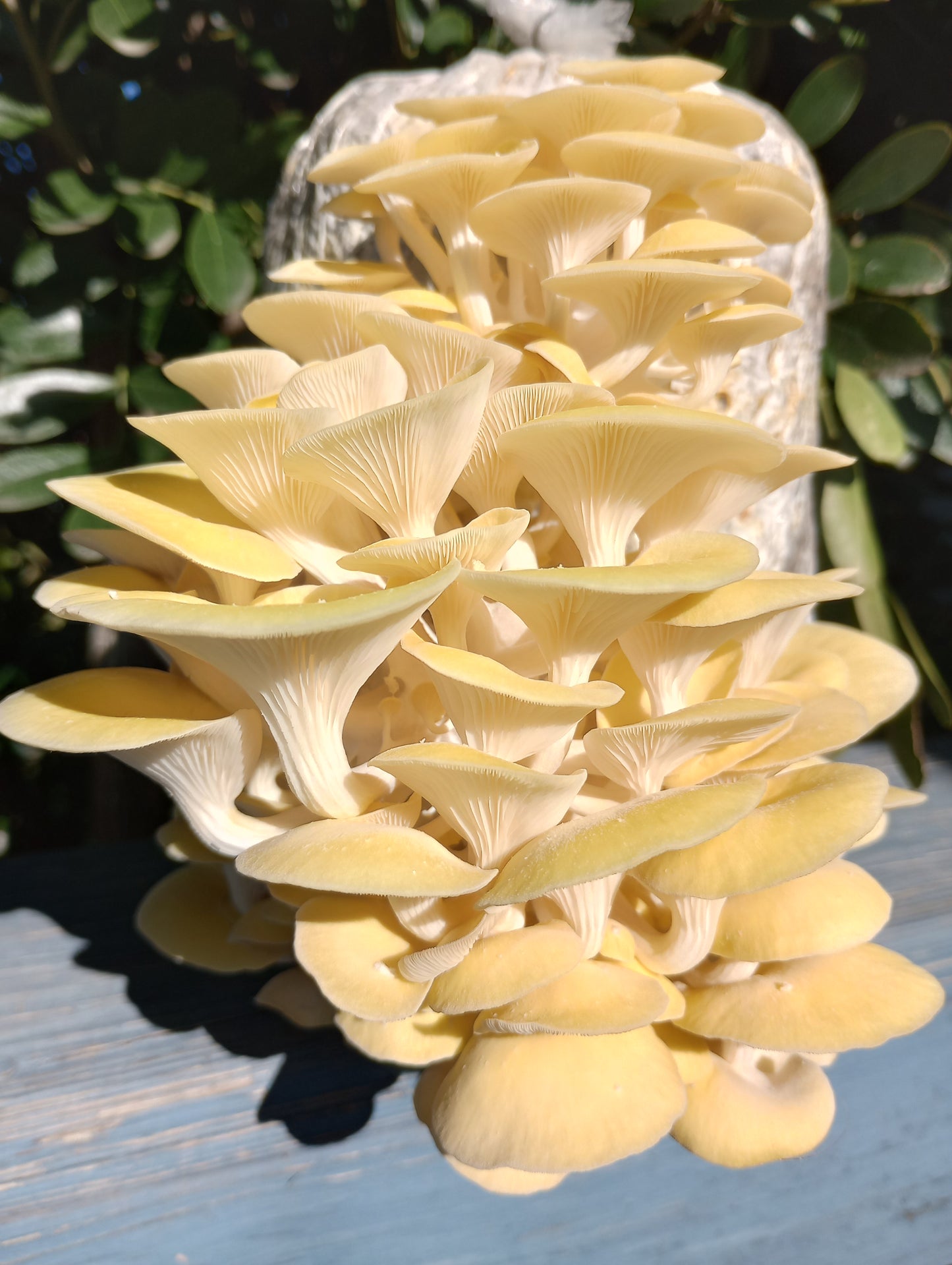(TWO KITS!) Yellow Oyster & Blue Oyster All In One 1-3/4LB Mushroom Grow Kits