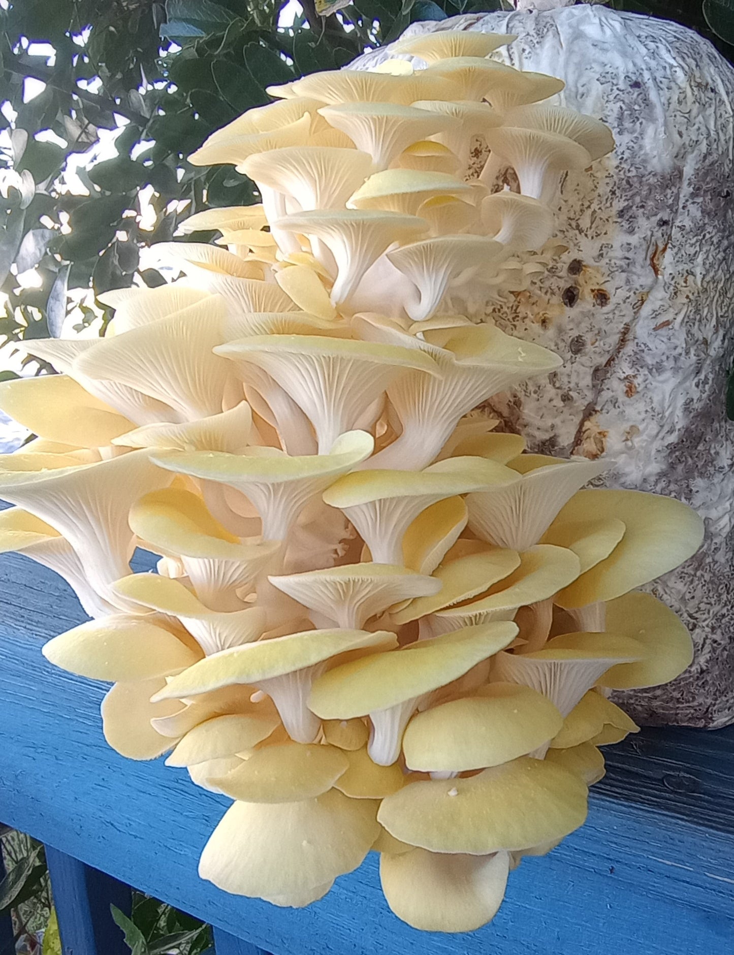 (TWO KITS!) Yellow Oyster & Blue Oyster All In One 5LB Mushroom Grow Kits