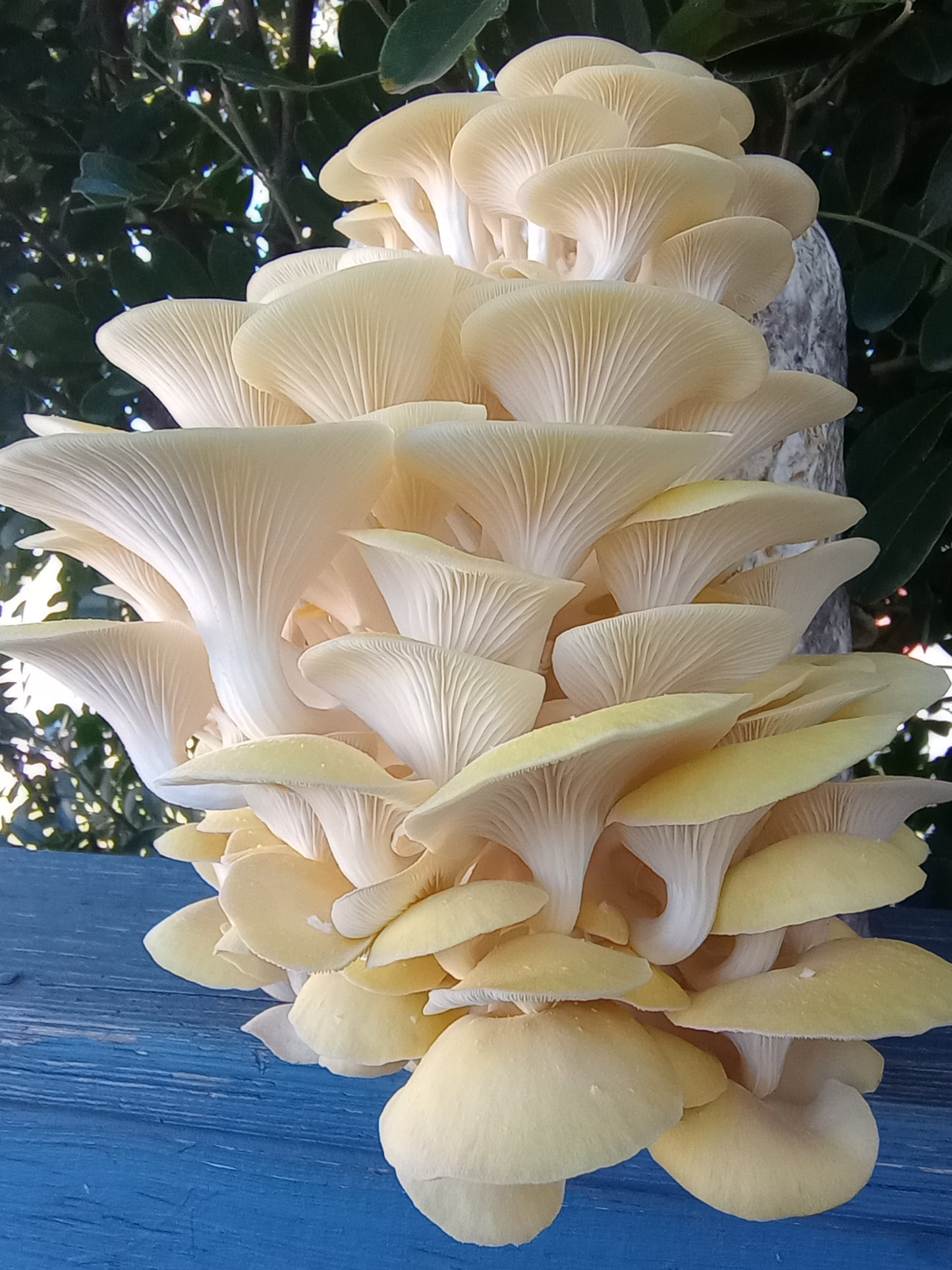 (TWO KITS!) Yellow Oyster & Blue Oyster All In One 1-3/4LB Mushroom Grow Kits