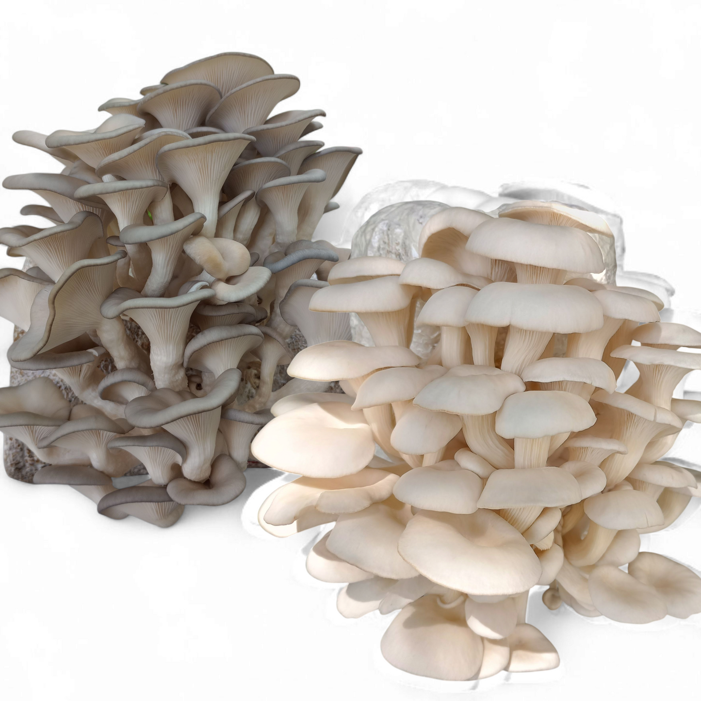 1.5 oz Dual Pack of Our Warm Weather Strains Yellow and Pink Oyster or Blue and Florida Oyster Mushroom Grain Spawn
