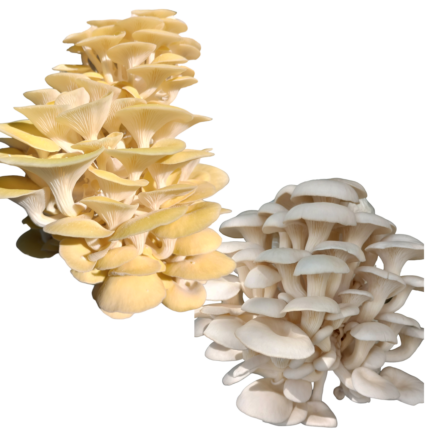 (TWO KITS!) Yellow Oyster & Florida Oyster All In One 5LB Mushroom Grow Kits