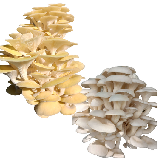 (TWO KITS!) Yellow Oyster & Florida Oyster All In One 5LB Mushroom Grow Kit