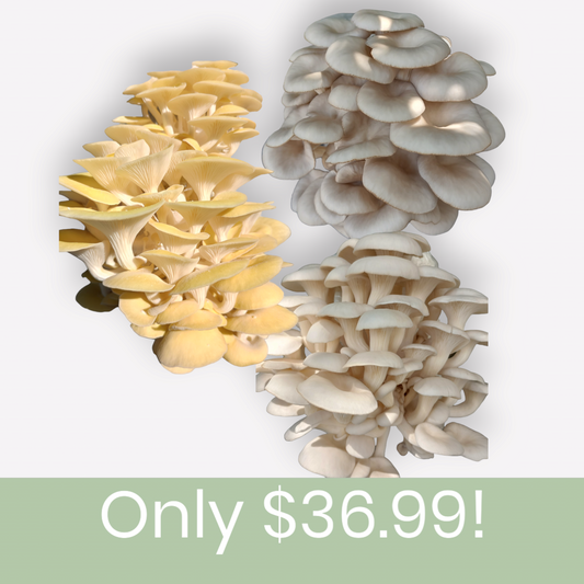 (THREE KITS!) Yellow Oyster, Blue Oyster, & Florida Oyster All In One 5LB Mushroom Grow Kit