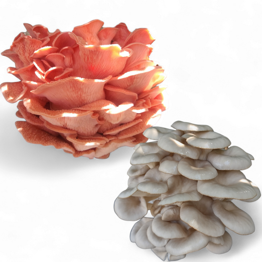 (TWO KITS!) Pink Oyster & Blue Oyster All In One 5LB Mushroom Grow Kit