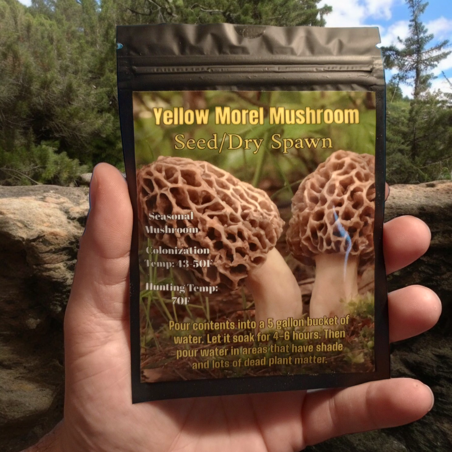 Yellow Morel Mushroom Seed/Dry Spawn (Bulk Pricing 10pcs)