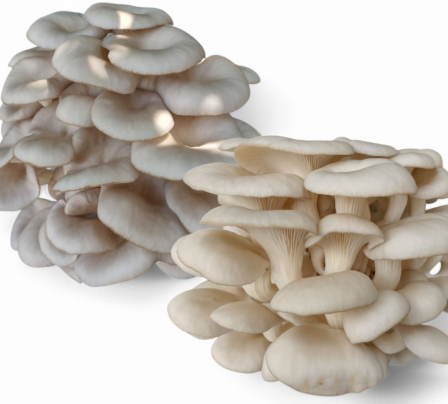 (TWO KITS!) Blue Oyster, and,Florida Oyster All In One 1-3/4LB Mushroom Grow Kits