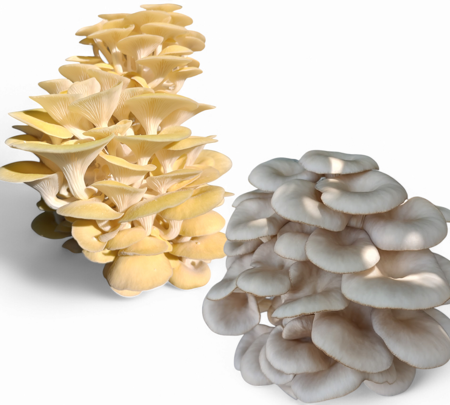 (TWO KITS!) Yellow Oyster & Blue Oyster All In One 1-3/4LB Mushroom Grow Kits