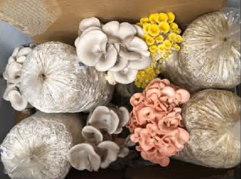 1 lb Gourmet Oyster Mushroom Spawn – Florida Oyster or Blue Oyster Mushroom