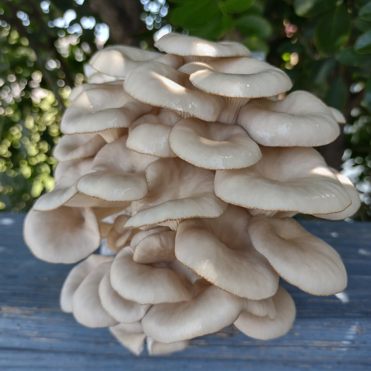 (TWO KITS!) Yellow Oyster & Blue Oyster All In One 1-3/4LB Mushroom Grow Kits