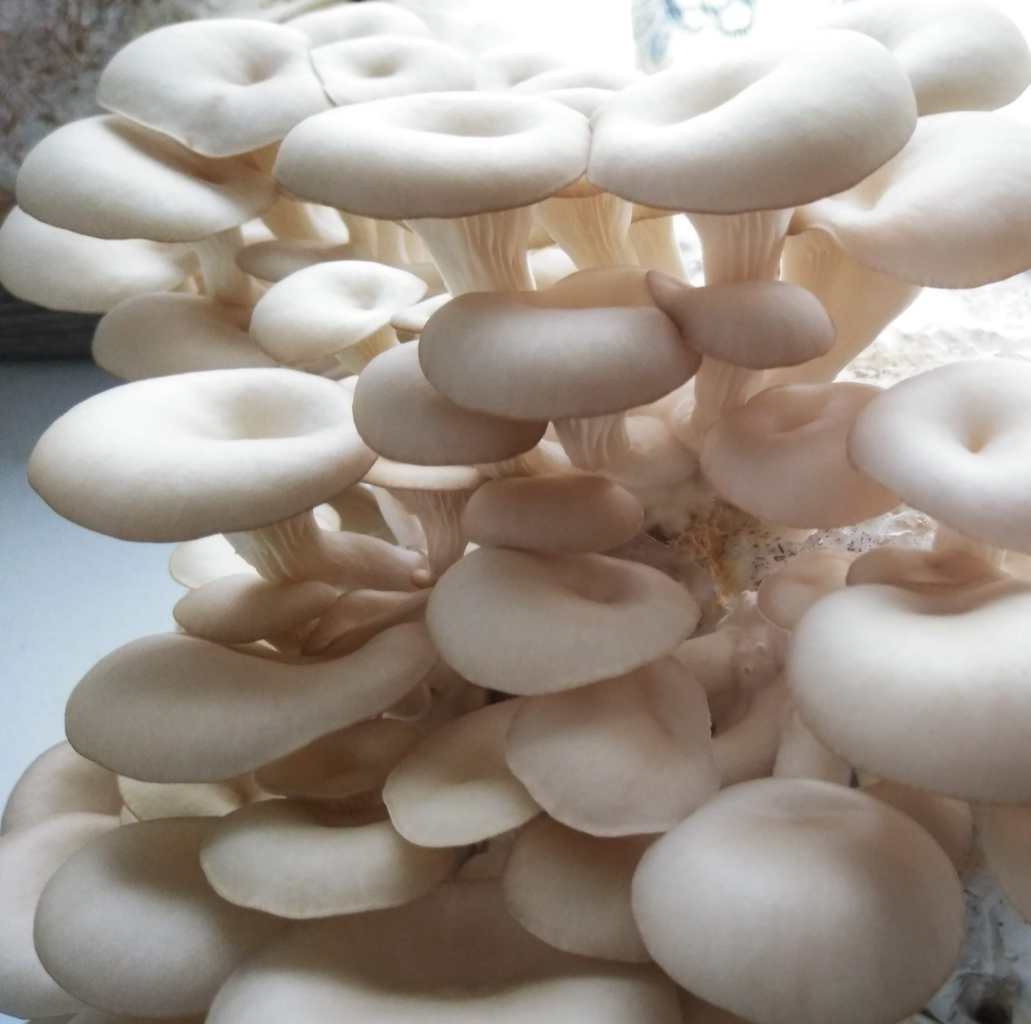 (TWO KITS!) Yellow Oyster & Florida Oyster All In One 5LB Mushroom Grow Kits