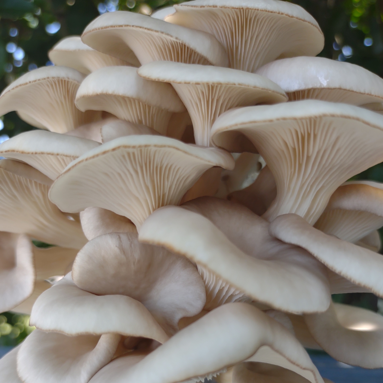 Mushroom Growing Supplies – G.P. Mushrooms