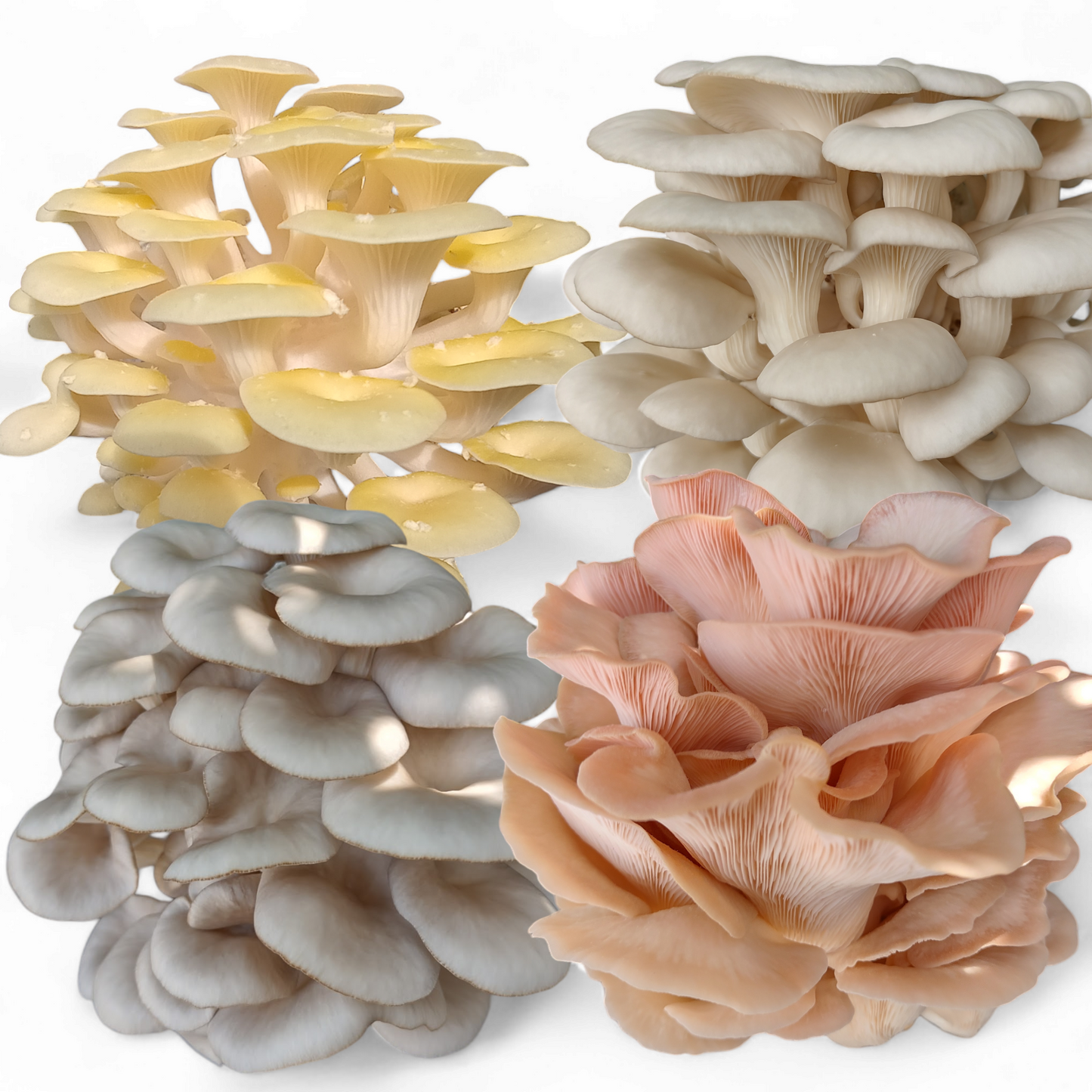 4-Piece Oyster Mushroom Grow Kit Bundle — Yellow, Blue, Pink & Florida Oyster (2LB Each)