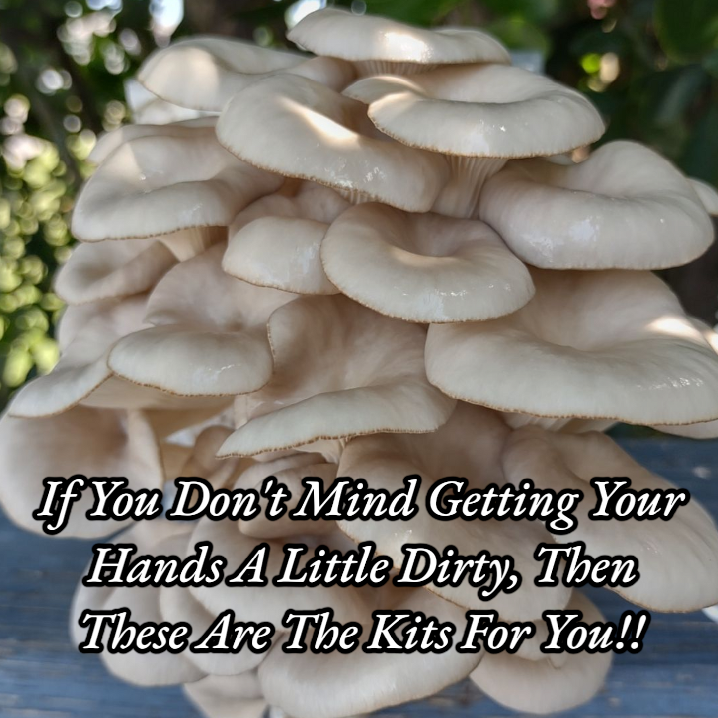 Two Mushroom Grow Kits, Blue Oyster, and Florida Oyster, Live Mycelium, Cultivation Set with 2 Varieties