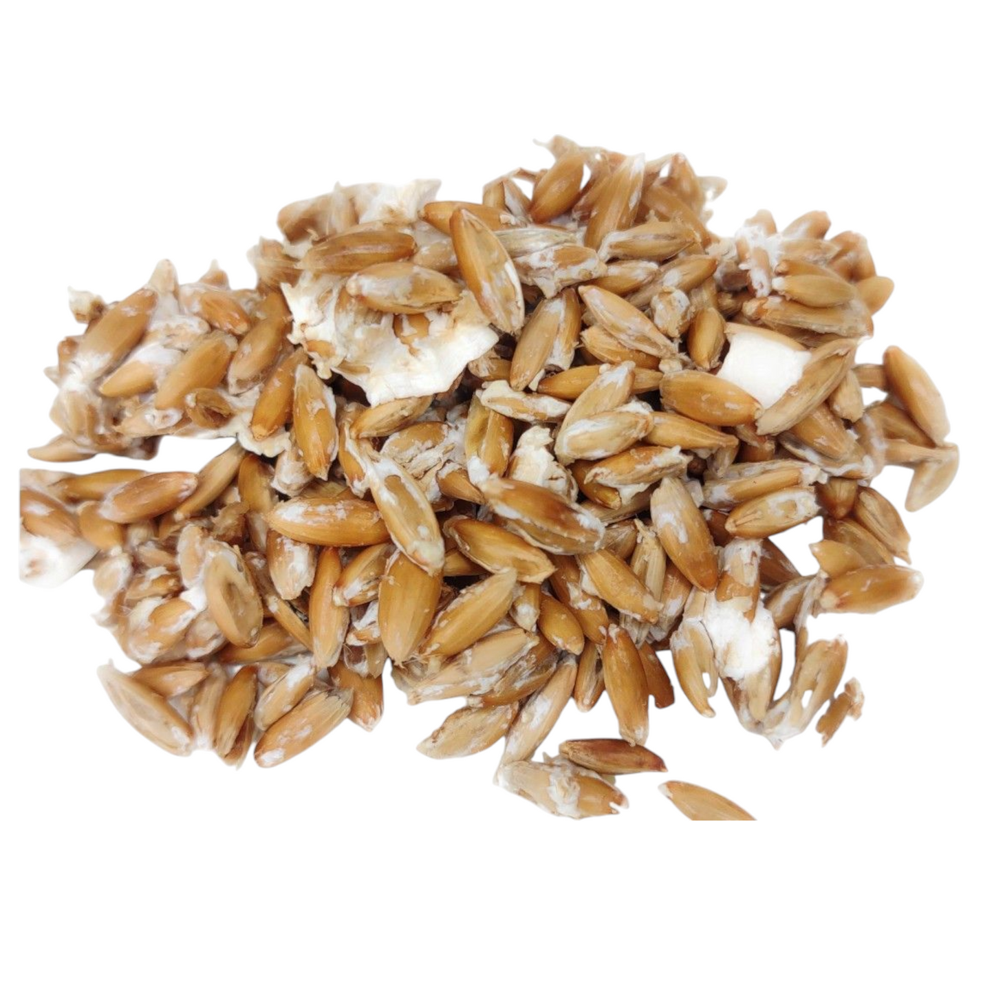 1 lb Gourmet Oyster Mushroom Spawn – Florida Oyster or Blue Oyster Mushroom
