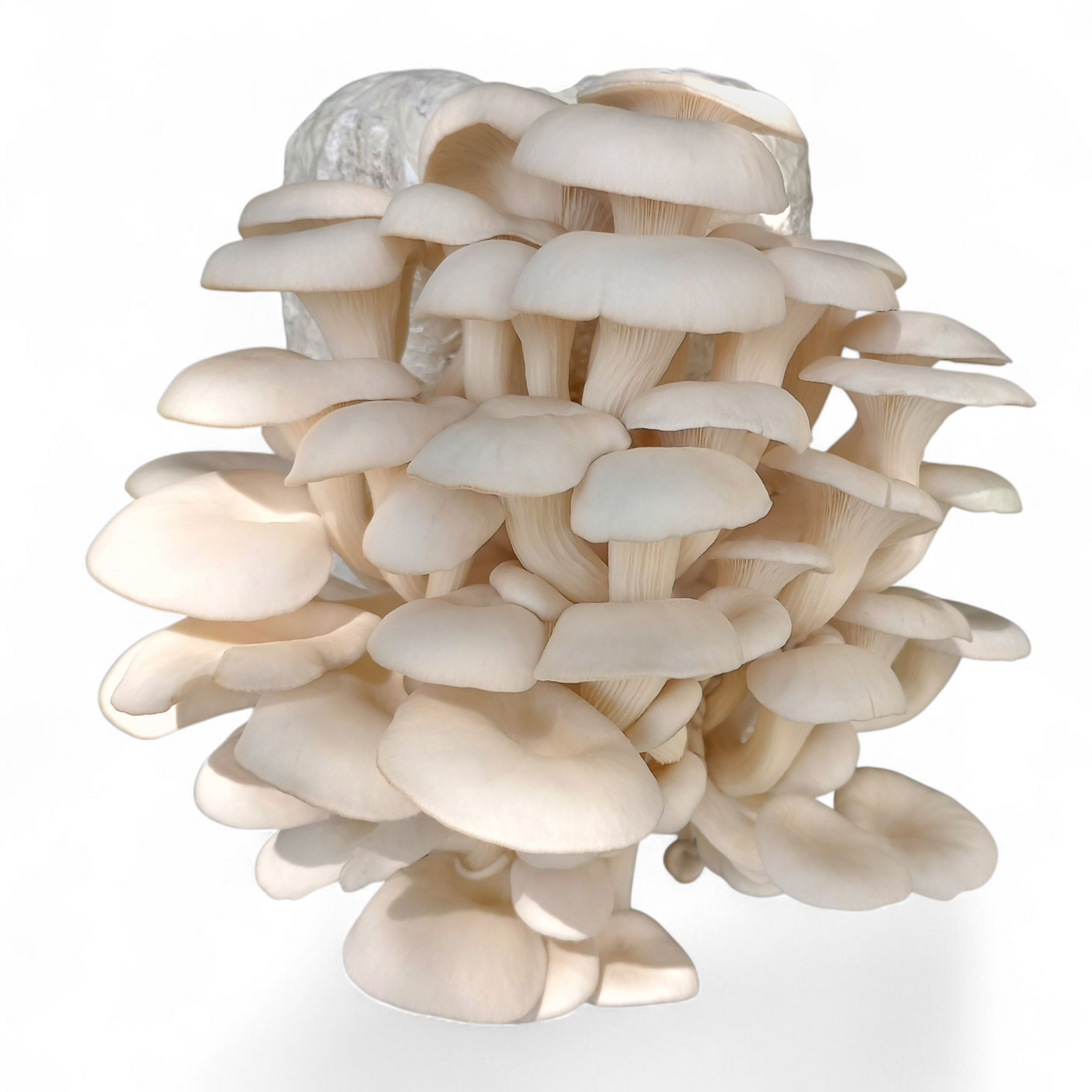 1 lb Gourmet Oyster Mushroom Spawn – Florida Oyster or Blue Oyster Mushroom