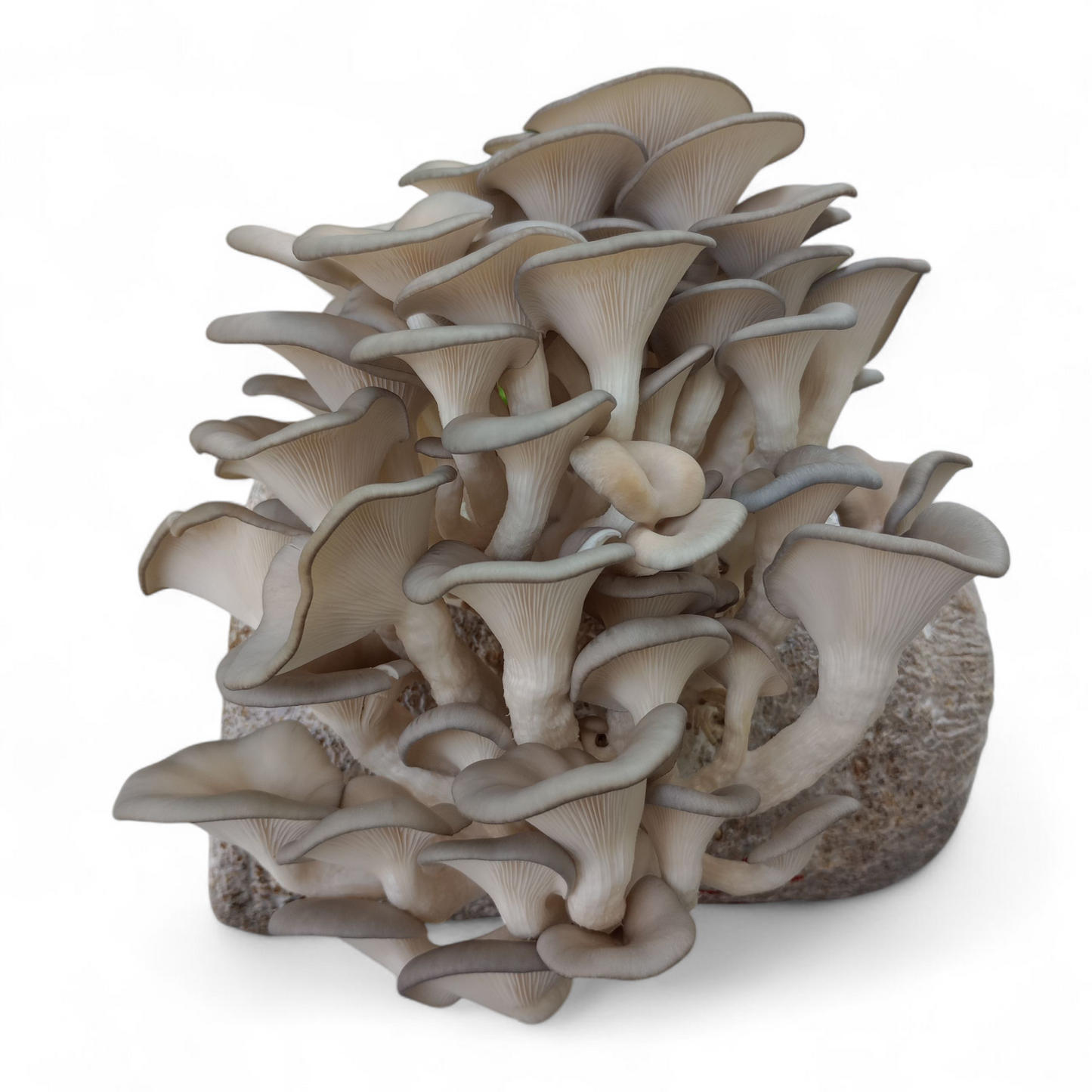 1 lb Gourmet Oyster Mushroom Spawn – Florida Oyster or Blue Oyster Mushroom