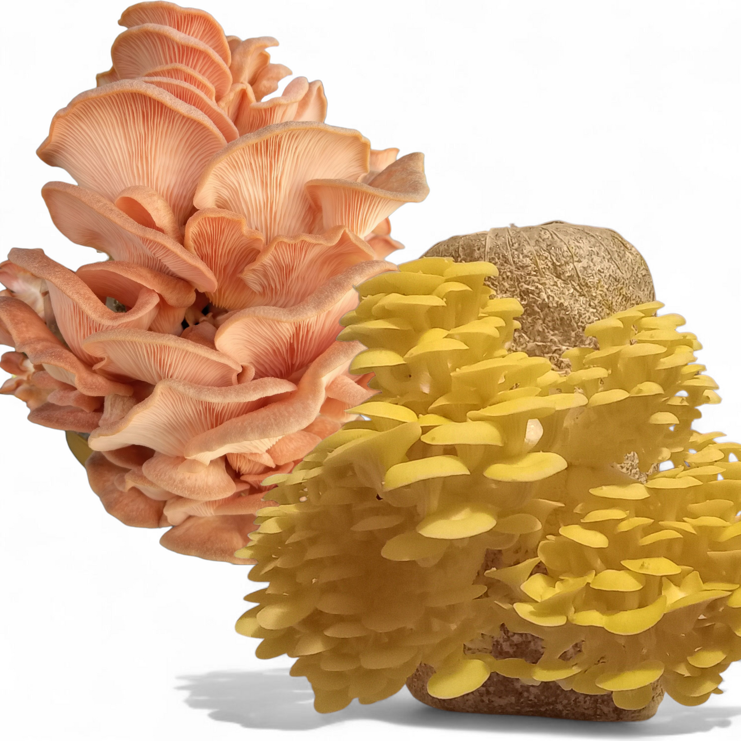 1.5 oz Dual Pack of Our Warm Weather Strains Yellow and Pink Oyster or Blue and Florida Oyster Mushroom Grain Spawn