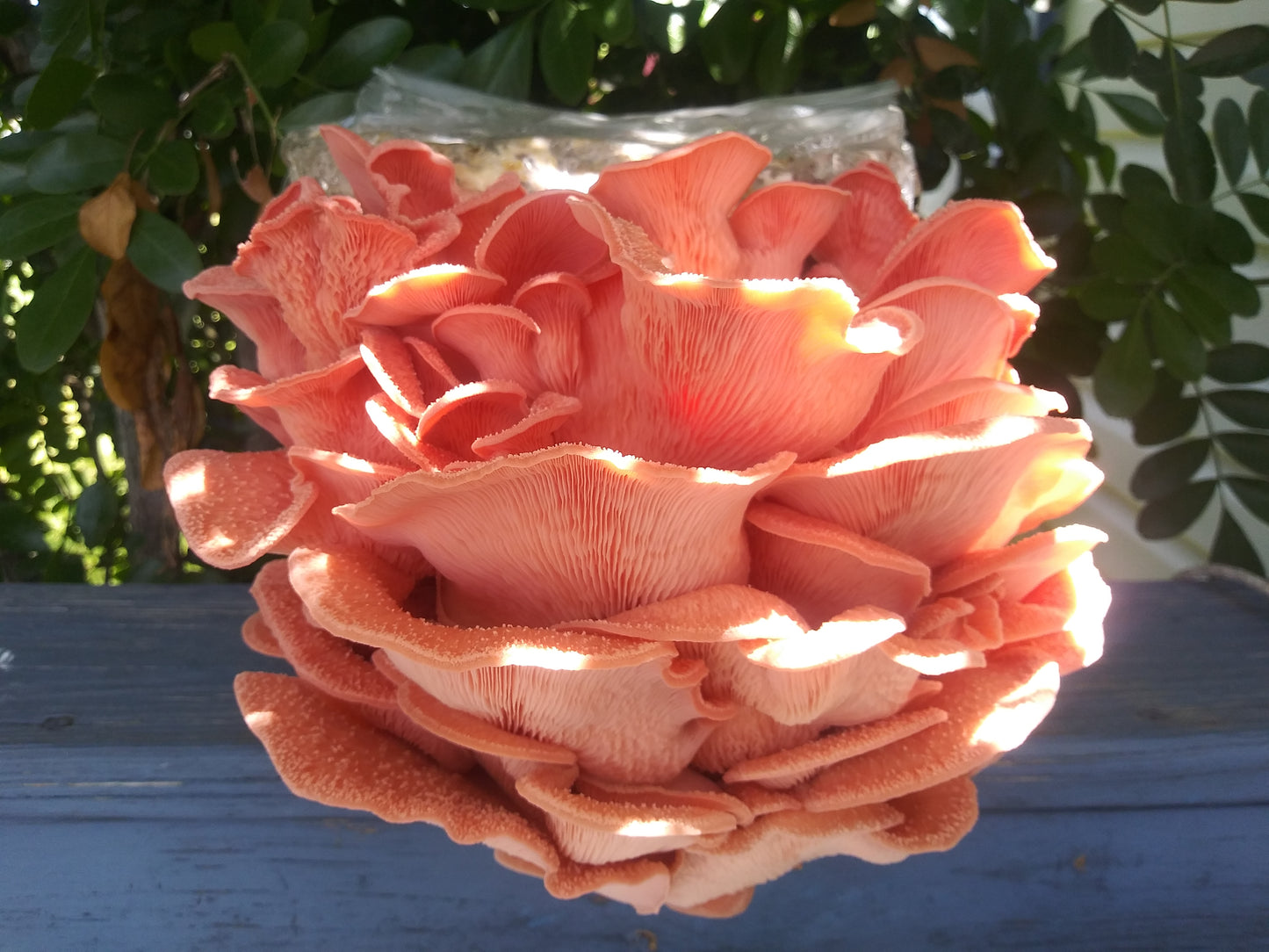 (TWO KITS!) Pink Oyster & Blue Oyster All In One 5LB Mushroom Grow Kit