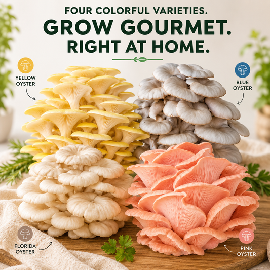 4-Piece Oyster Mushroom Grow Kit Bundle — Yellow, Blue, Pink & Florida Oyster (2LB Each)