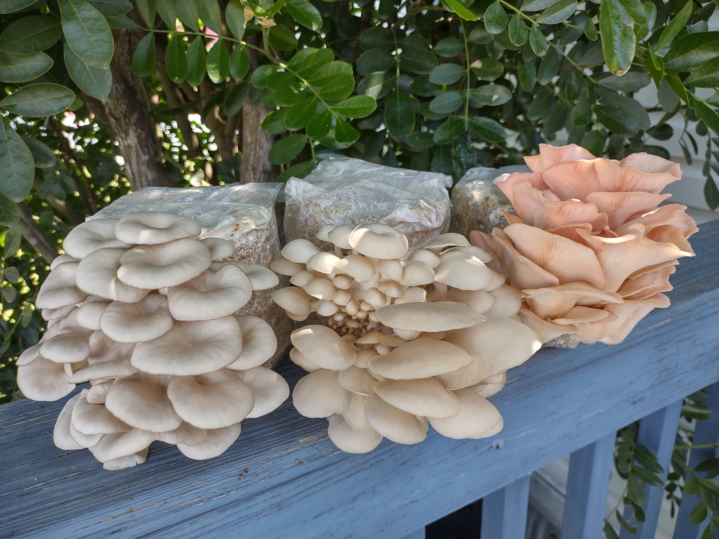 Oyster Mushroom Grow Kit Bundle — Yellow, Blue, Pink & Florida Oyster (2LB Each)