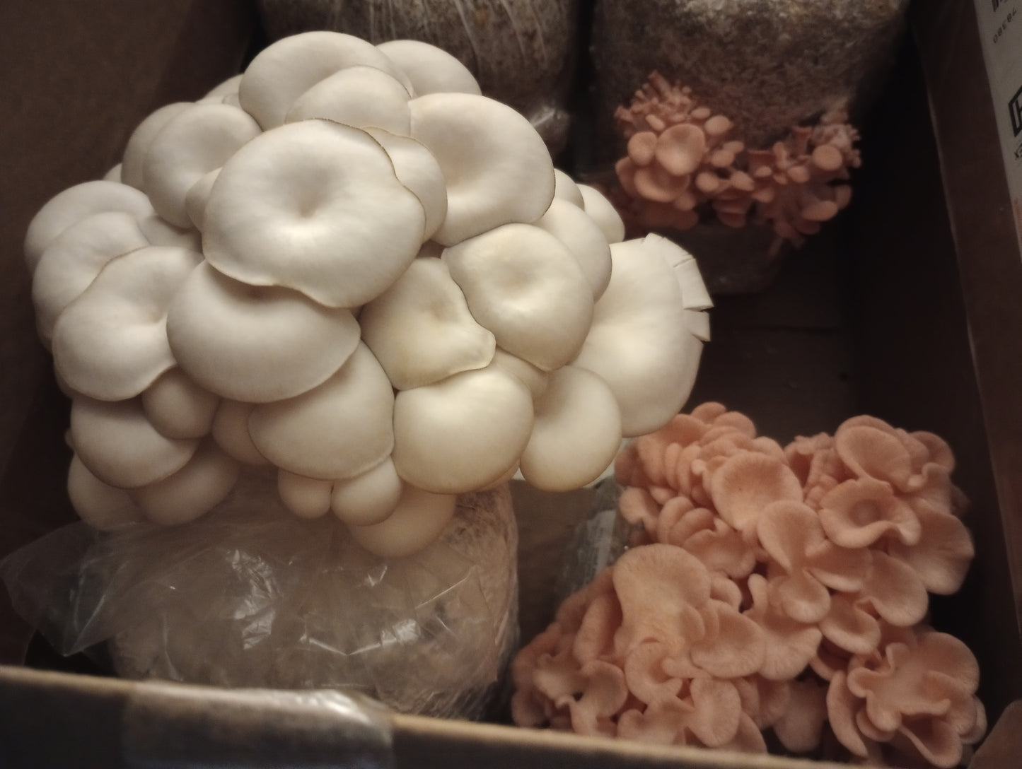 (FOUR KITS!)Yellow Oyster, Blue Oyster, Pink Oyster & Florida Oyster All In One 5-LB Mushroom Grow Kits