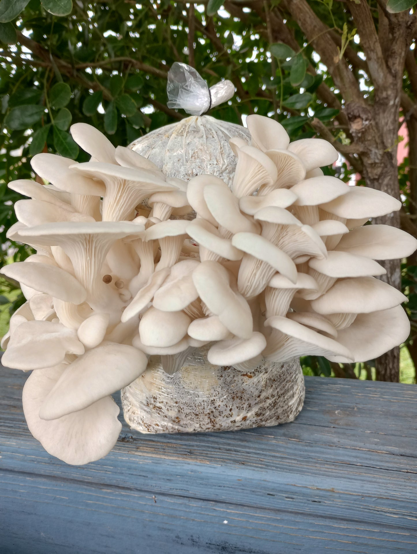 (TWO KITS!) Florida Oyster & Blue Oyster All In One 5LB Mushroom Grow Kit