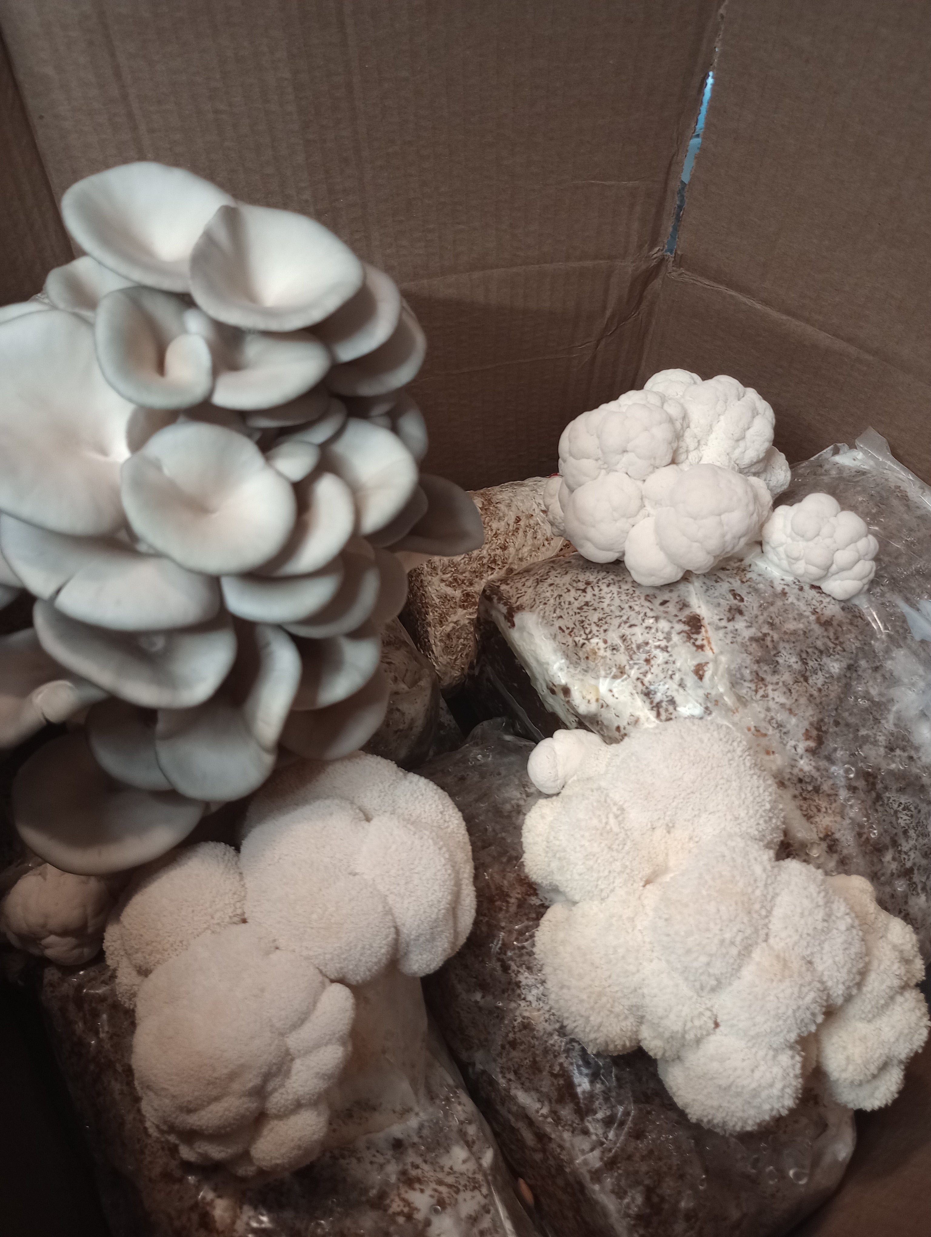 All In One Mushroom Kit Instructions – G.P. Mushrooms