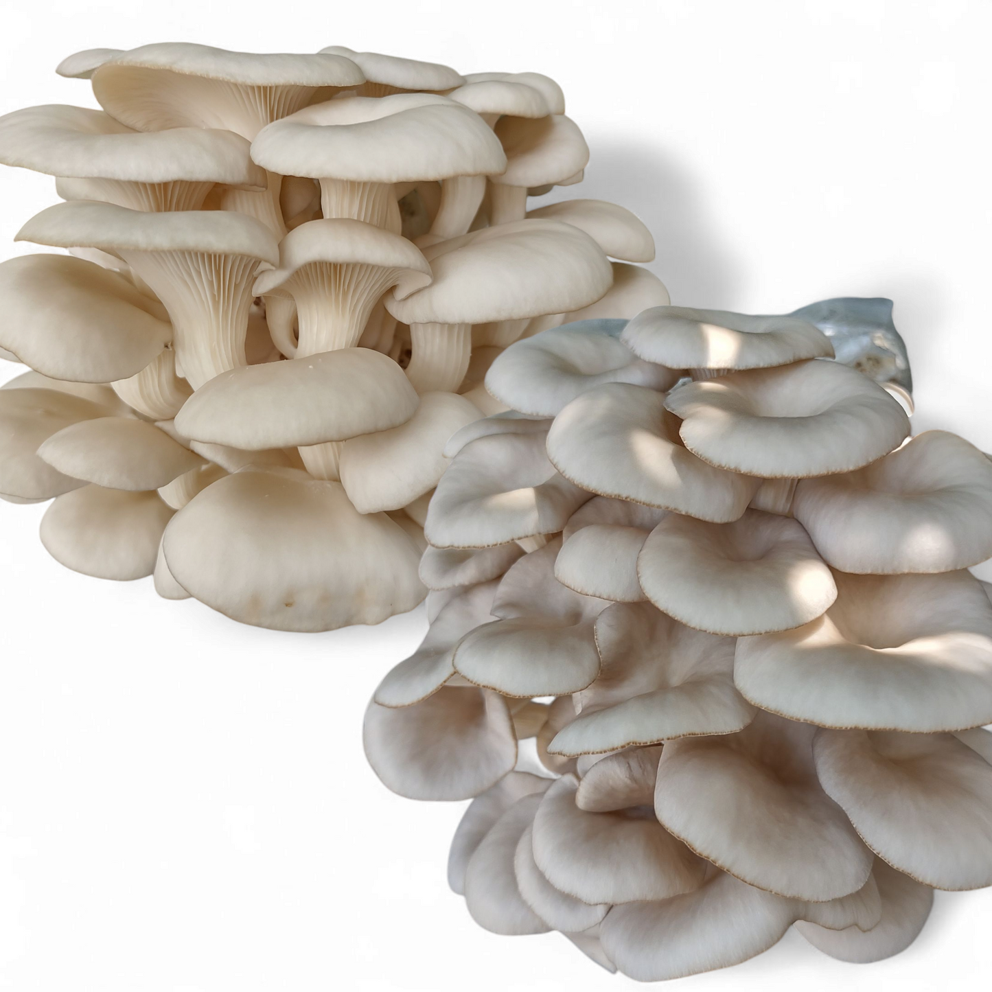 Two Mushroom Grow Kits, Blue Oyster, and Florida Oyster, Live Mycelium, Cultivation Set with 2 Varieties