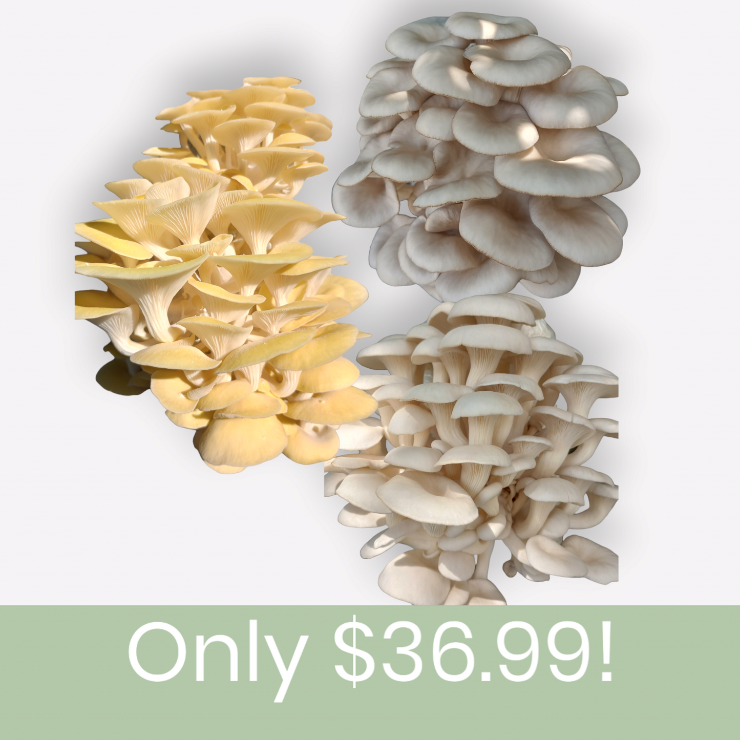 (THREE KITS!) Yellow Oyster, Blue Oyster, & Florida Oyster All In One 5LB Mushroom Grow Kit