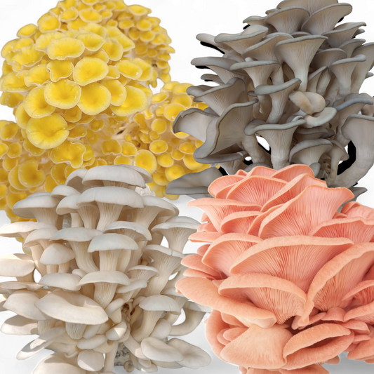 (FOUR KITS!)Yellow Oyster, Blue Oyster, Pink Oyster & Florida Oyster All In One 5-LB Mushroom Grow Kits