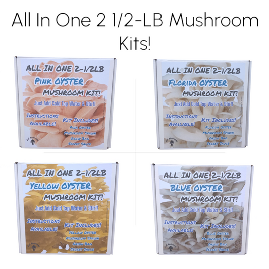 All In One 2-1/2LB Oyster Mushroom Kits!