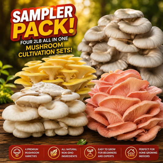4-Piece Oyster Mushroom Grow Kit Bundle — Yellow, Blue, Pink & Florida Oyster (2LB Each)