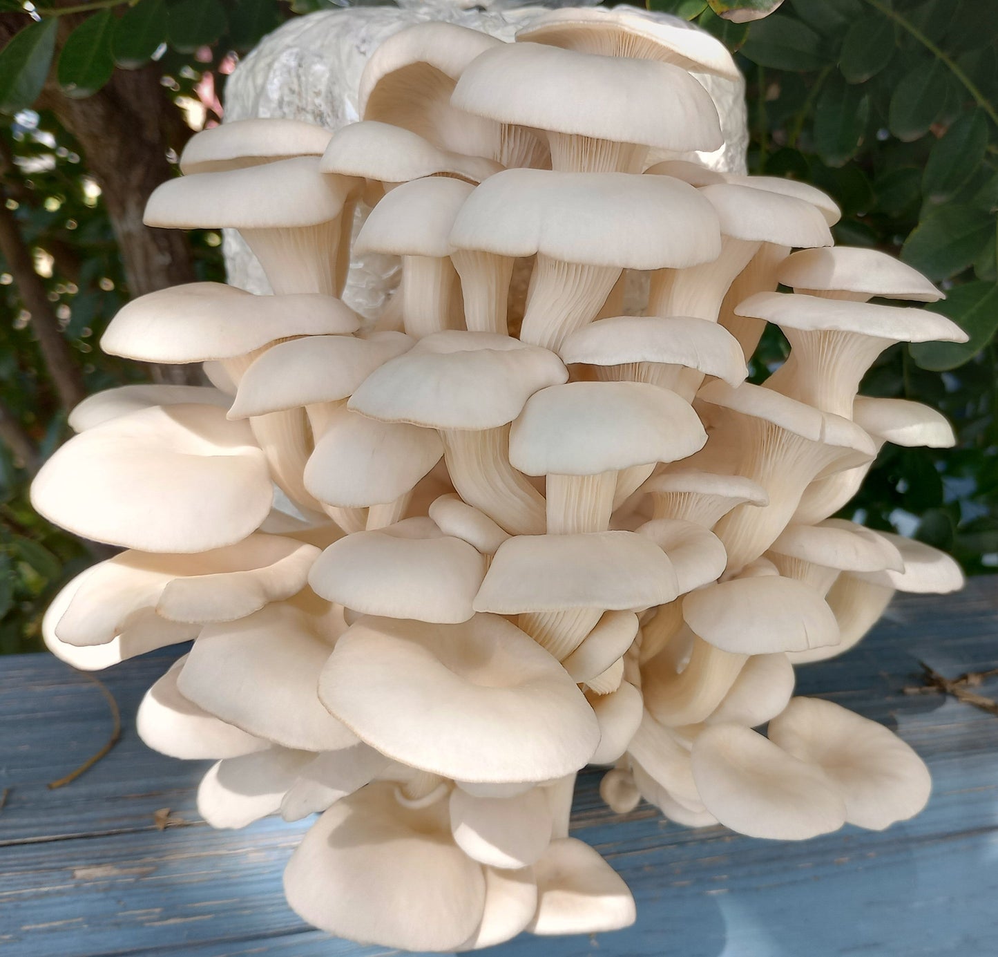 (FOUR KITS!)Yellow Oyster, Blue Oyster, Pink Oyster & Florida Oyster All In One 1-3/4LB Mushroom Grow Kits