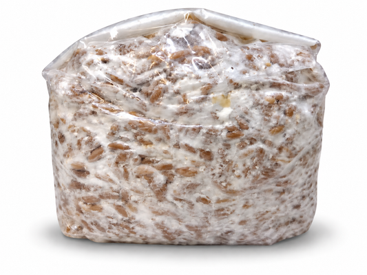 1 lb Gourmet Oyster Mushroom Spawn – Florida Oyster or Blue Oyster Mushroom