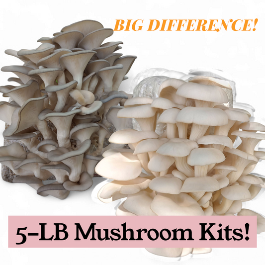 (TWO KITS!) Florida Oyster & Blue Oyster All In One 5LB Mushroom Grow Kit