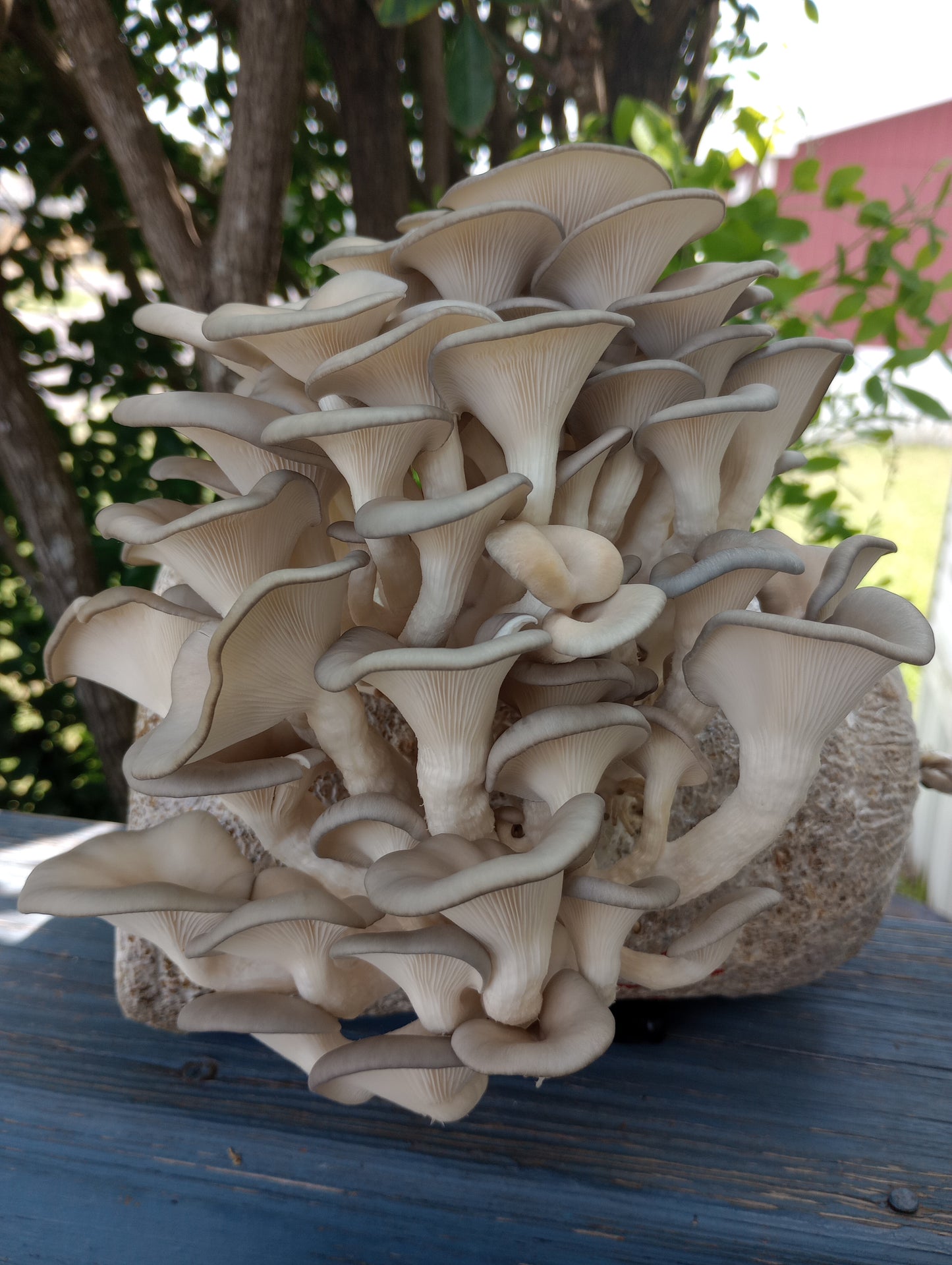 (TWO KITS!) Yellow Oyster & Blue Oyster All In One 5LB Mushroom Grow Kits