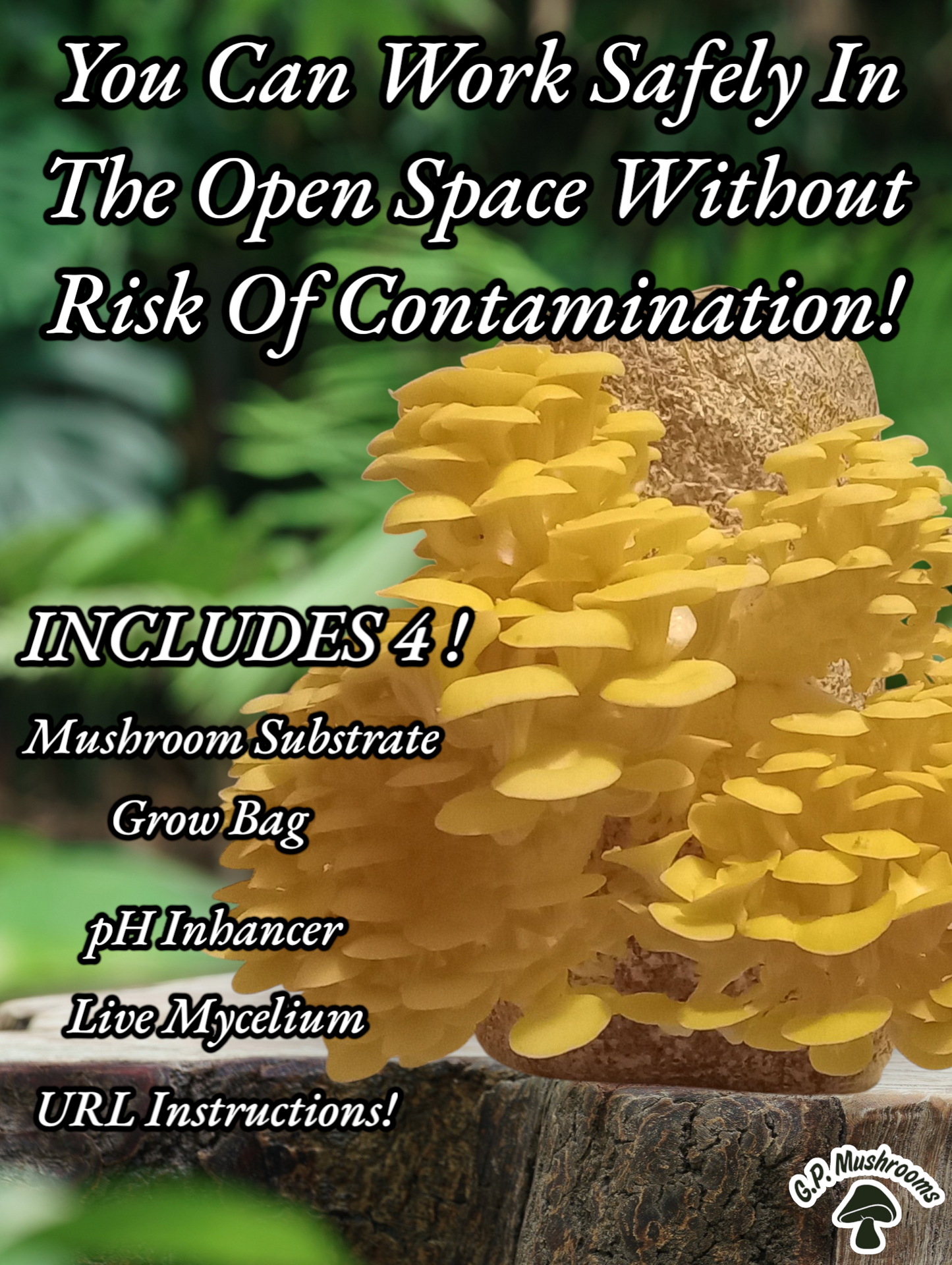(FOUR KITS!)Yellow Oyster, Blue Oyster, Pink Oyster & Florida Oyster All In One 2LB Mushroom Grow Kits
