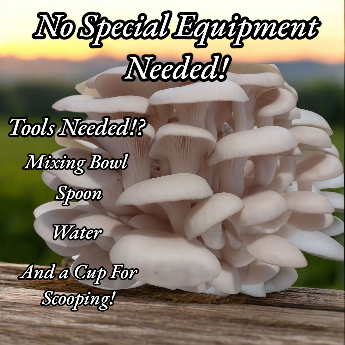 (FOUR KITS!)Yellow Oyster, Blue Oyster, Pink Oyster & Florida Oyster All In One 2LB Mushroom Grow Kits