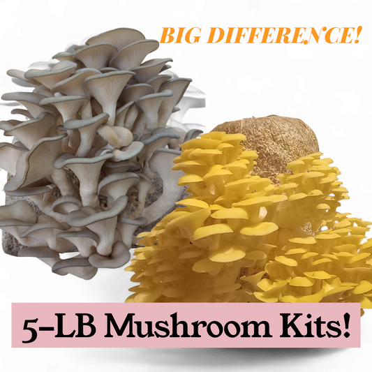 (TWO KITS!) Yellow Oyster & Blue Oyster All In One 5LB Mushroom Grow Kits