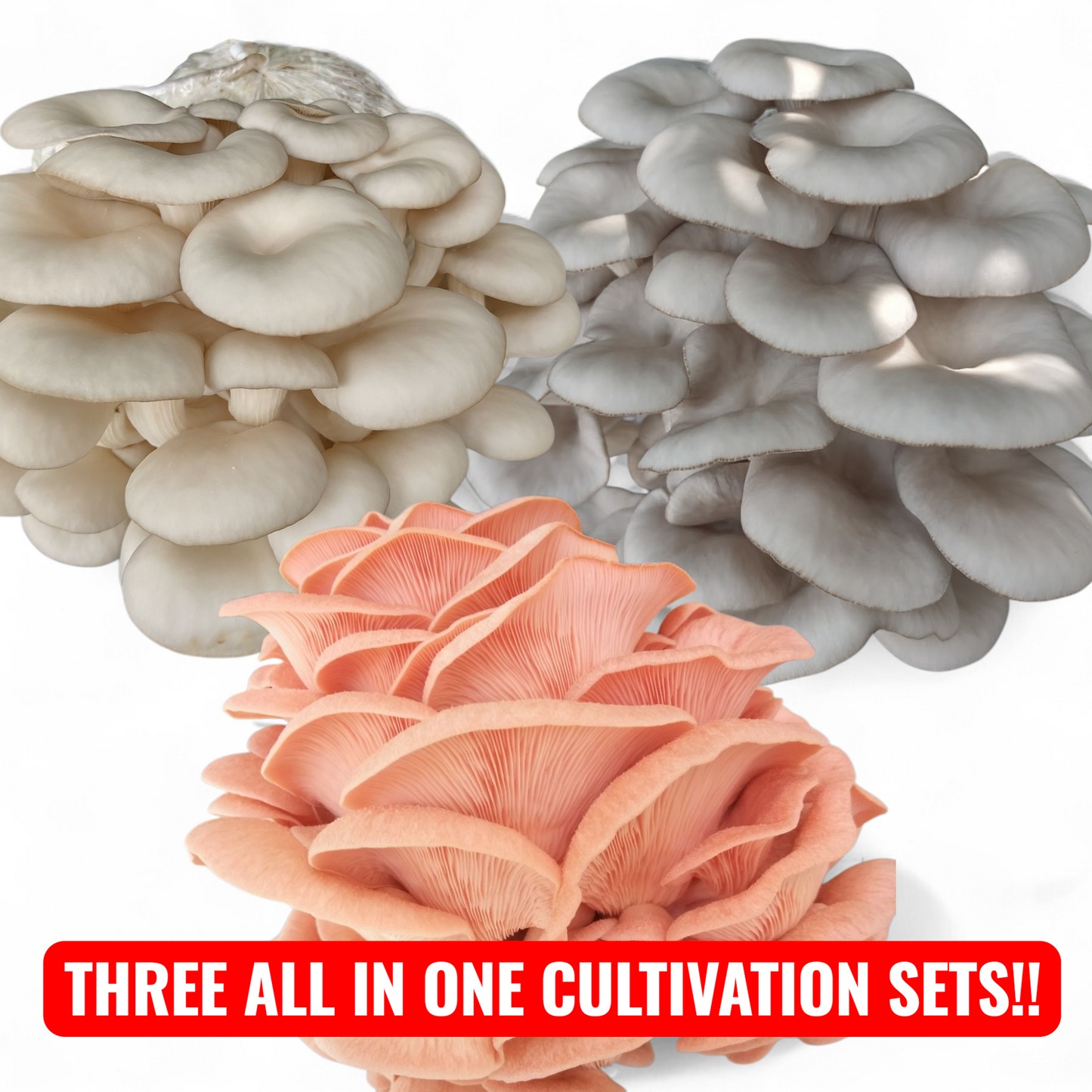 (THREE KITS!) Blue Oyster, Pink Oyster & Florida Oyster All In One 2LB Mushroom Grow Kits
