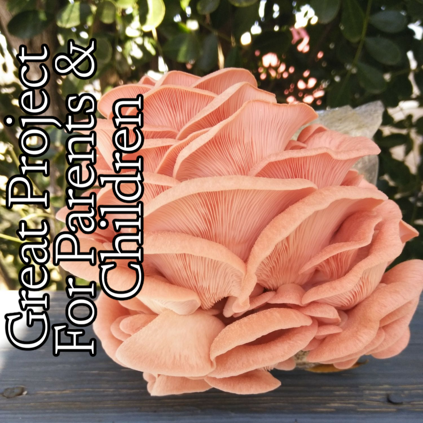 (FOUR KITS!)Yellow Oyster, Blue Oyster, Pink Oyster & Florida Oyster All In One 2LB Mushroom Grow Kits