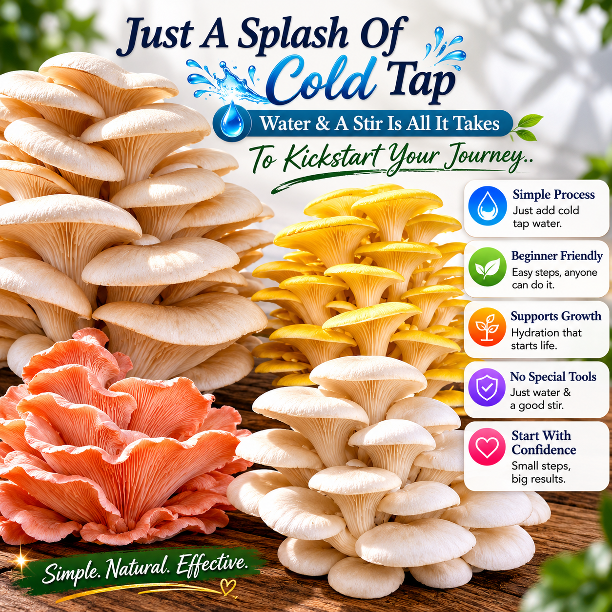 (TWO KITS!) Yellow Oyster & Blue Oyster All In One 5LB Mushroom Grow Kits