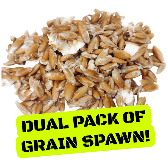 1.5 oz Dual Pack of Our Warm Weather Strains Yellow and Pink Oyster or Blue and Florida Oyster Mushroom Grain Spawn