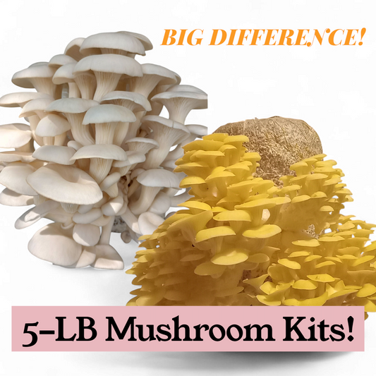 (TWO KITS!) Yellow Oyster & Florida Oyster All In One 5LB Mushroom Grow Kits
