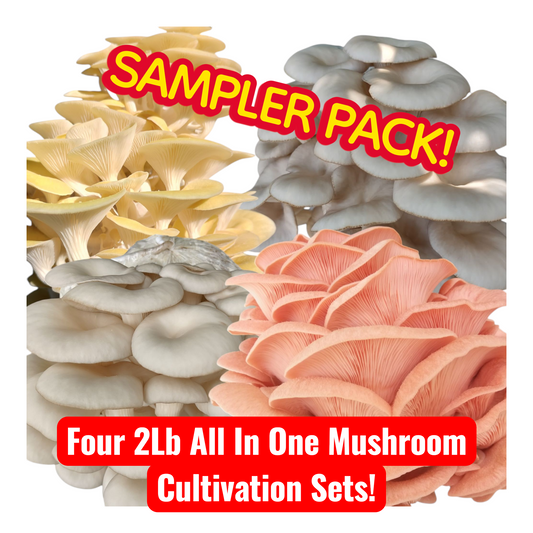 (FOUR KITS!)Yellow Oyster, Blue Oyster, Pink Oyster & Florida Oyster All In One 2LB Mushroom Grow Kits